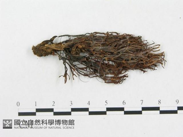 登錄號:F0001113藏品圖，第1張