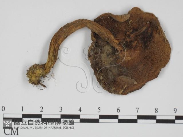 登錄號:F0011113藏品圖，第1張