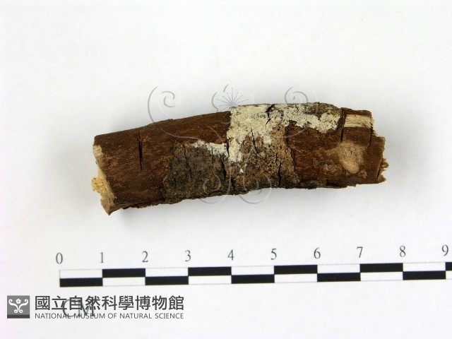 登錄號:F0022113藏品圖，第1張