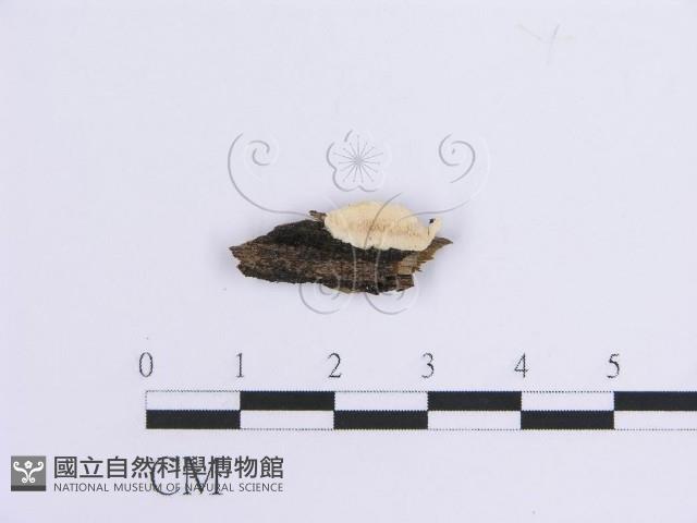 登錄號:F0012113藏品圖，第1張