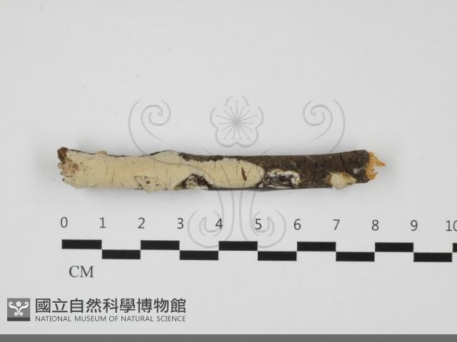 登錄號:F0032113藏品圖，第1張