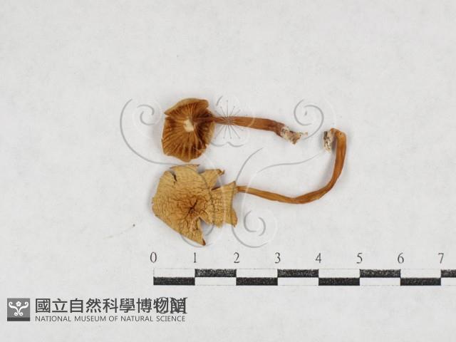 登錄號:F0027113藏品圖，第1張