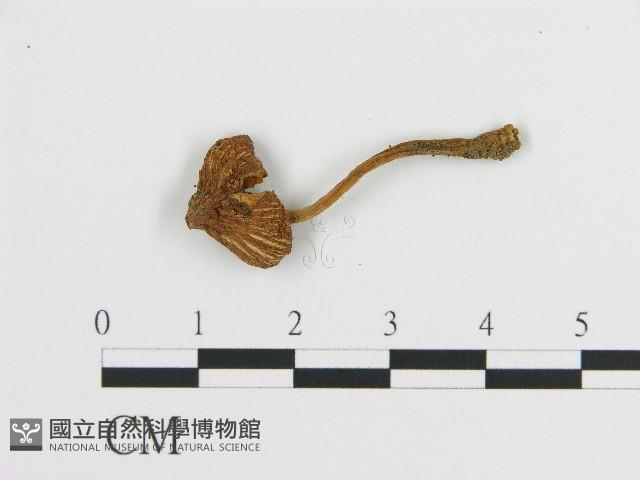 登錄號:F0017113藏品圖，第1張