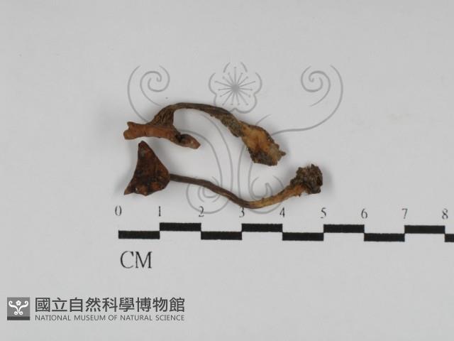 登錄號:F0023113藏品圖，第1張