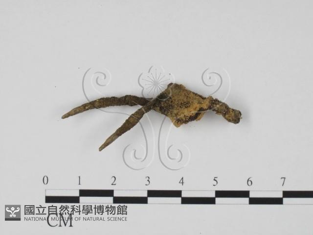 炭角菌屬藏品圖，第1張