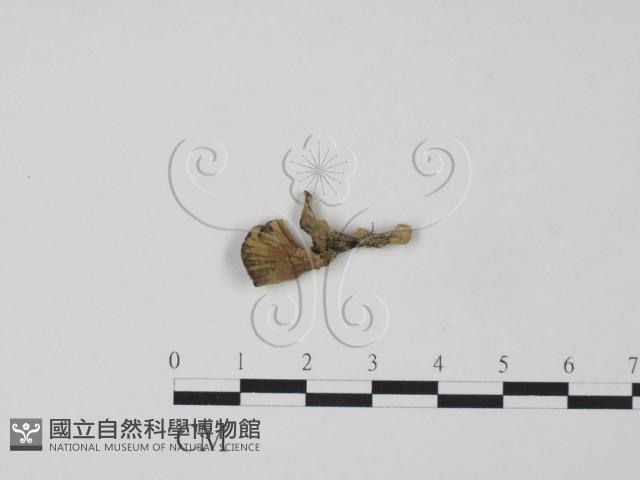 棕色革菌藏品圖，第1張