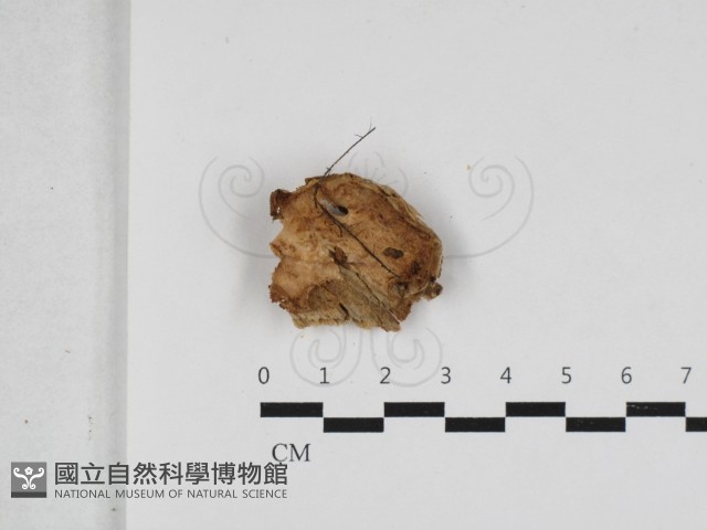 硬孔菌屬藏品圖，第1張