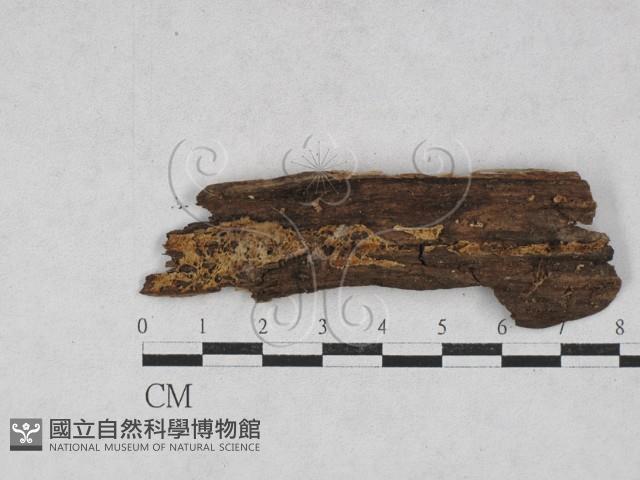 登錄號:F0028013藏品圖，第1張