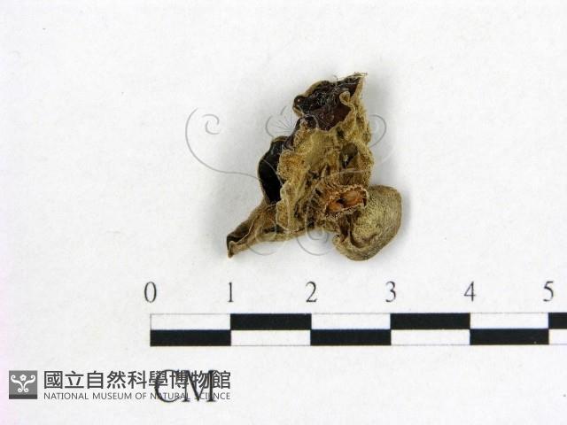 毛木耳藏品圖，第1張