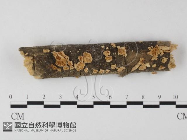登錄號:F0010013藏品圖，第1張