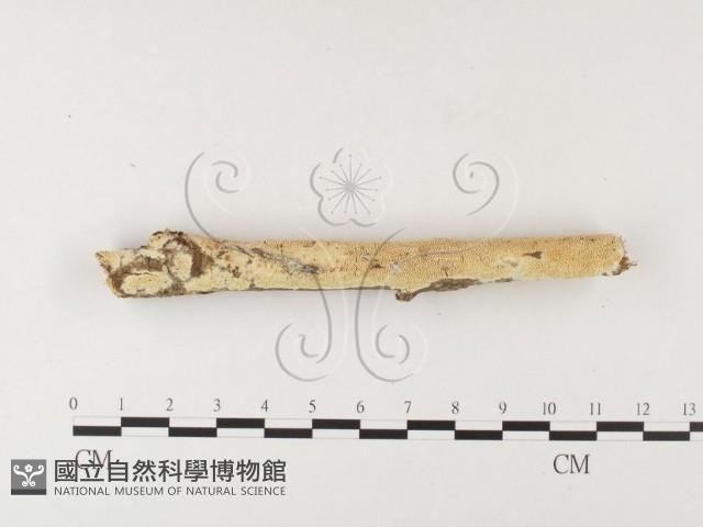 登錄號:F0026013藏品圖，第1張