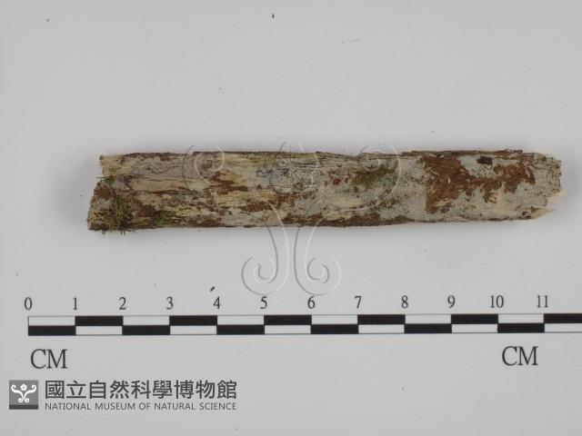 登錄號:F0021013藏品圖，第1張