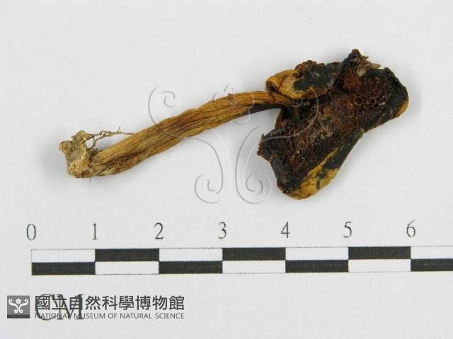 登錄號:F0011013藏品圖，第1張