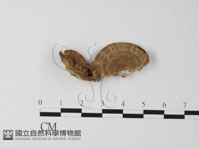 登錄號:F0024013藏品圖，第1張