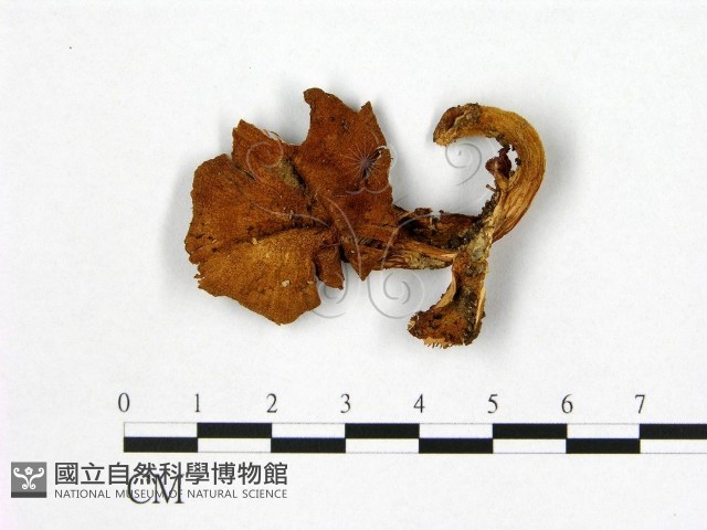登錄號:F0002013藏品圖，第1張