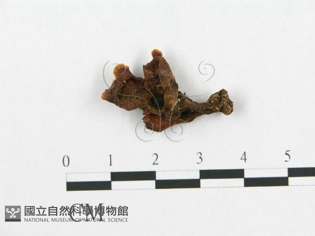 登錄號:F0012013藏品圖，第1張