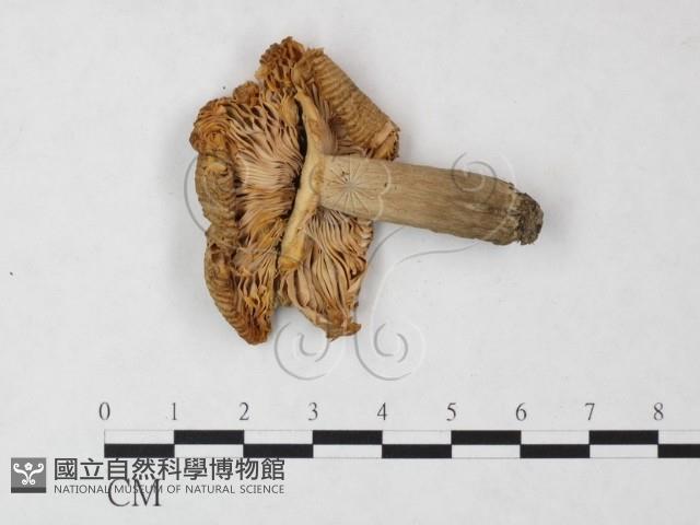 紅菇屬藏品圖，第1張