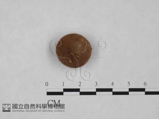 登錄號:F0025013藏品圖，第1張