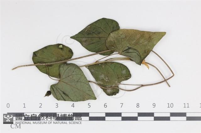 登錄號:F0035013藏品圖，第1張