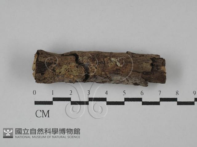 刺皮菌屬藏品圖，第1張