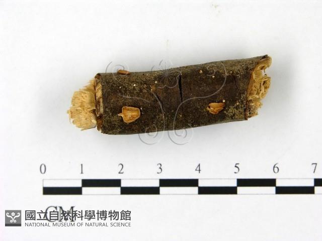 登錄號:F0023013藏品圖，第1張