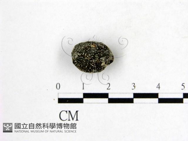 登錄號:F0003013藏品圖，第1張