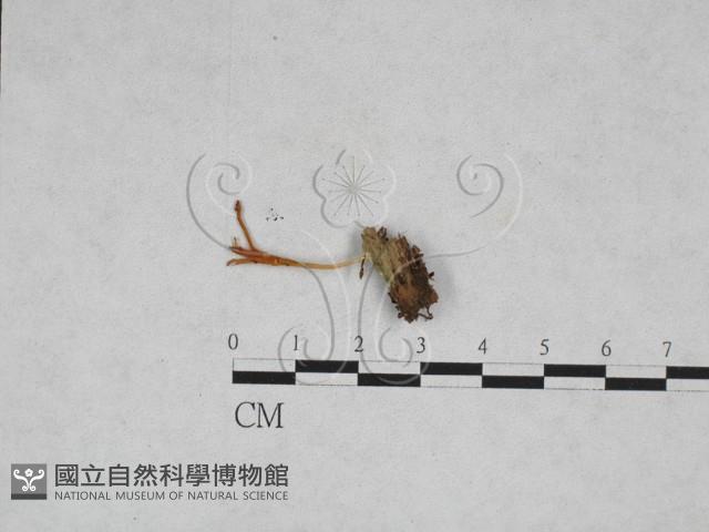 登錄號:F0028313藏品圖，第1張