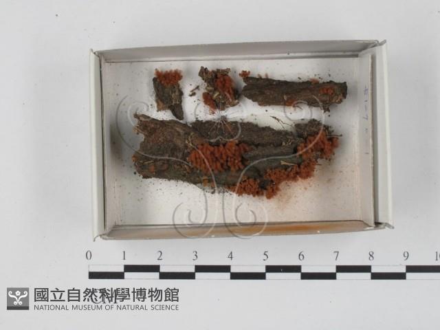 登錄號:F0018313藏品圖，第1張