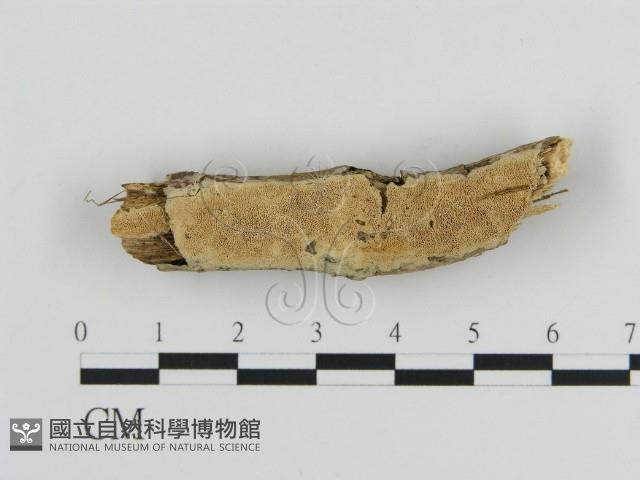 登錄號:F0010313藏品圖，第1張