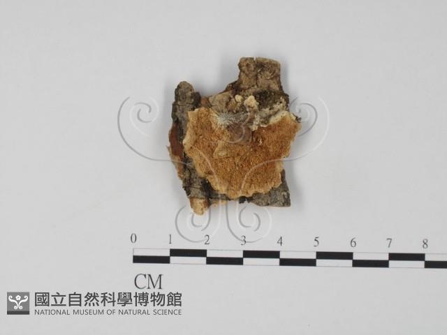 登錄號:F0006313藏品圖，第1張