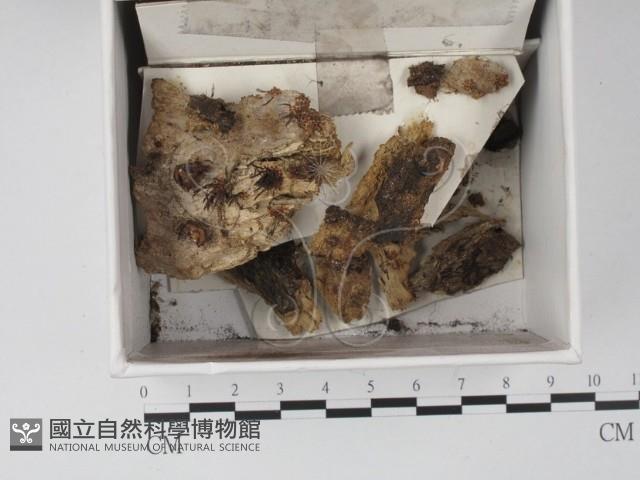 登錄號:F0021313藏品圖，第1張