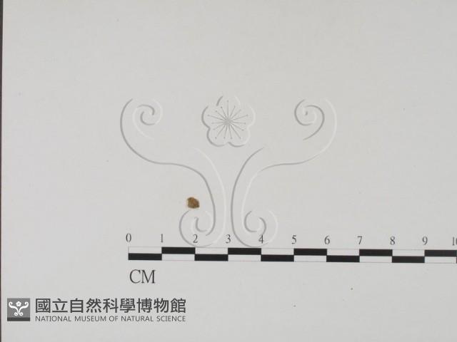 登錄號:F0001313藏品圖，第1張