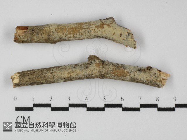 登錄號:F0031313藏品圖，第1張