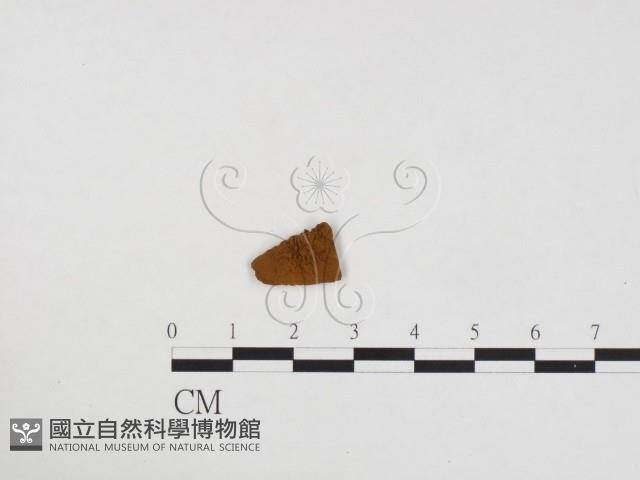 登錄號:F0024313藏品圖，第1張