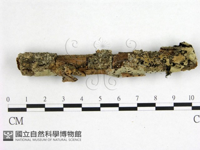 花耳屬藏品圖，第1張