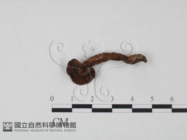 登錄號:F0022313藏品圖，第1張