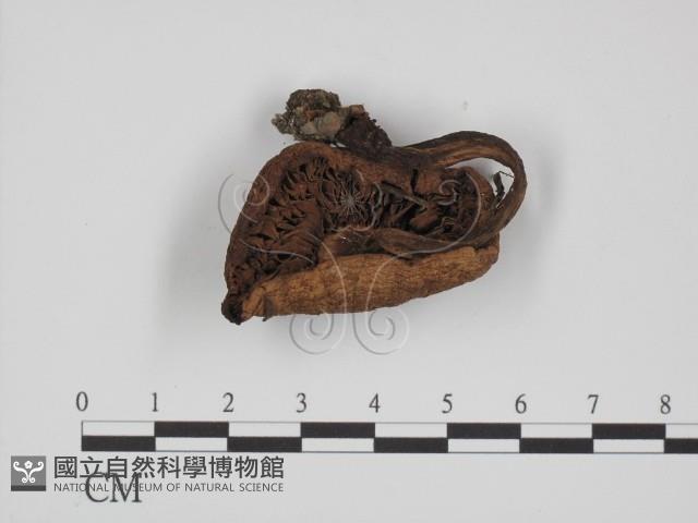 登錄號:F0002313藏品圖，第1張