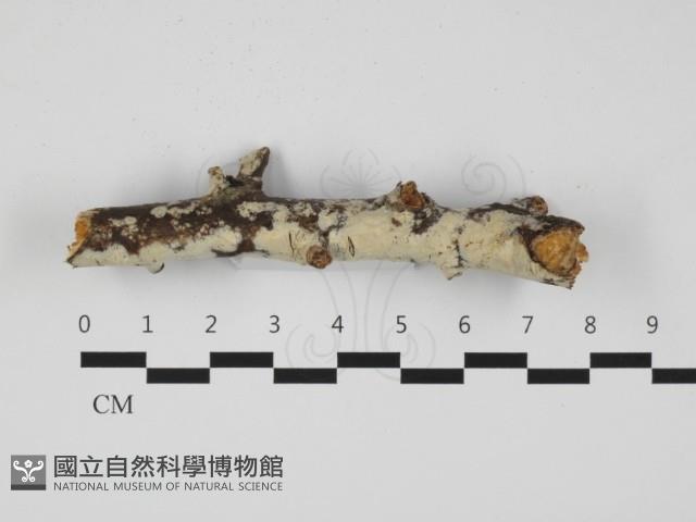 登錄號:F0032313藏品圖，第1張