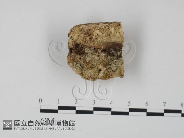 登錄號:F0007313藏品圖，第1張