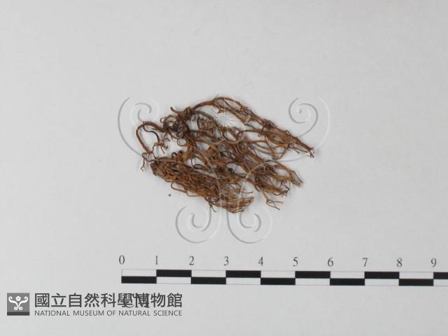 登錄號:F0025313藏品圖，第1張