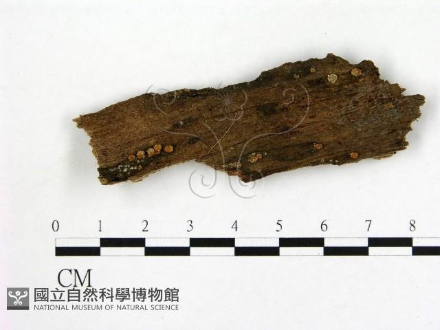 登錄號:F0005313藏品圖，第1張