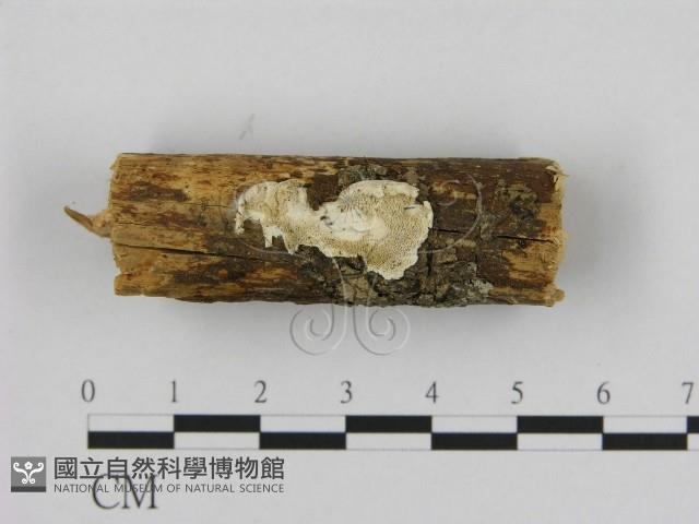 寡孔菌屬藏品圖，第1張