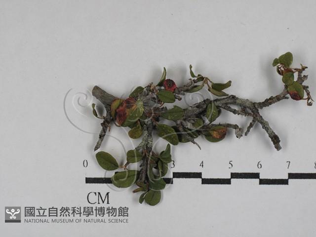 登錄號:F0029313藏品圖，第1張