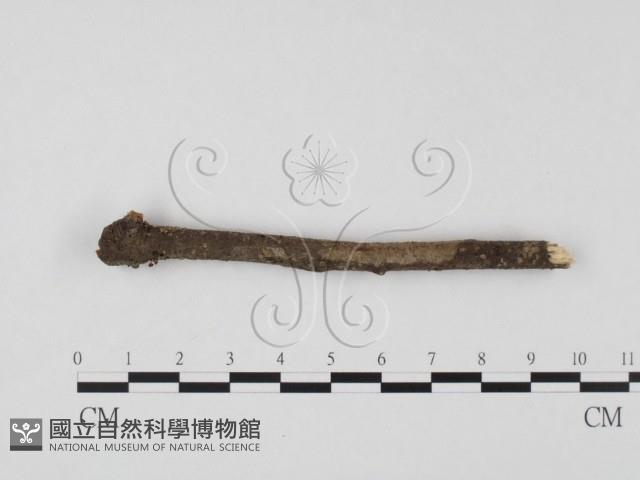 登錄號:F0023313藏品圖，第1張