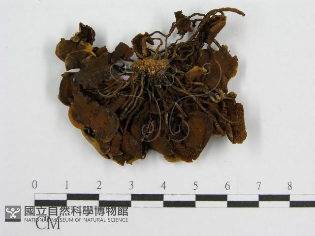 登錄號:F0003313藏品圖，第1張