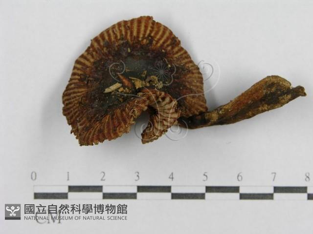 登錄號:F0013313藏品圖，第1張