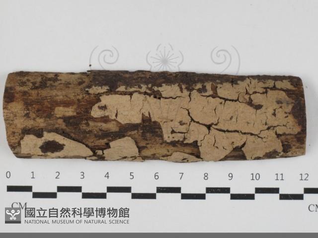 登錄號:F0033313藏品圖，第1張