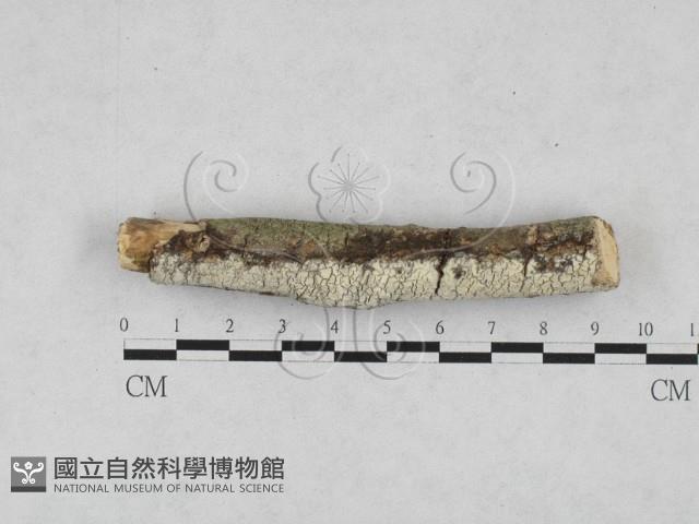 登錄號:F0028253藏品圖，第1張