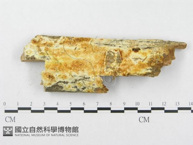 登錄號:F0008253藏品圖，第1張