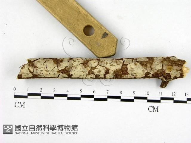 燈籠囊擬射脈菌藏品圖，第1張